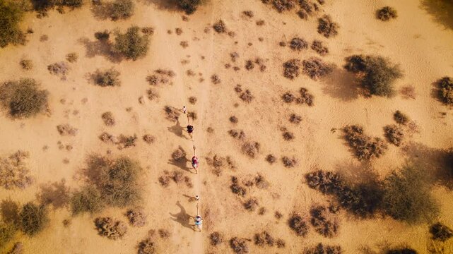 4K Top down Aerial view of camels walking in Thar desert of Jaisalmer, Rajasthan, India. Golden sand of desert and dry bushes. Rajasthan travel tourism background safari adventure. 
