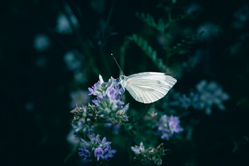 A close up of a white butterfly on small purple flowers