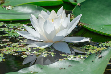 Flower lotus of white water lily grows and bloom in river close-up. Nymphaea alba it has roots are long and floating wide green leaves. Blossom herbaceous aquatic plant of family nymphaeum in lake.