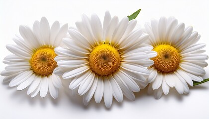 Obraz premium three white daisies with yellow centers on a white background