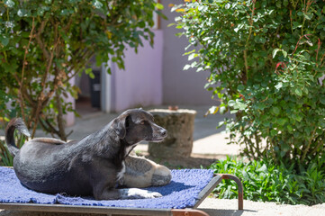 Deaf black rescued dog  in a shelter for elderly, disabled dogs and dogs with special needs in the...