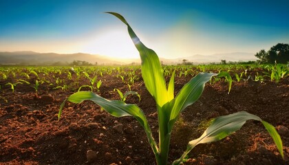 Fototapeta premium slow motion of a corn plant in the morning with sun light tilt up and handheld shots