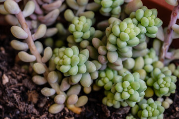 Sedum morganianum: donkey tail plant