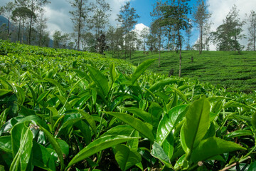 Fototapeta premium Tea Plantation Landscape: Lush green tea plants cover rolling hills under a vibrant blue sky, creating a serene and picturesque landscape.