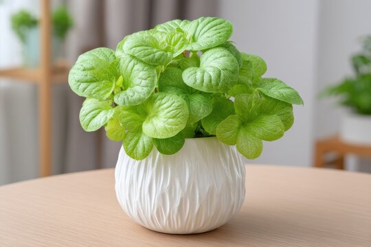 Beautiful plectranthus verticillatus plant in a white textured pot, perfectly arranged on a wooden surface, creating a serene and natural ambiance in the room.