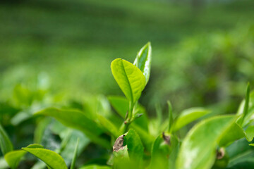 Tea leaf at tea plantation: A vibrant close-up showcases the fresh, lush green leaves of a tea plant, bathed in soft sunlight and creating a sense of calm.