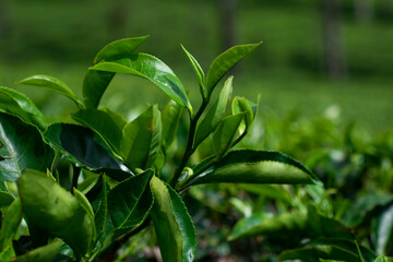 Green Tea Leaves: A close-up of fresh, vibrant green tea leaves flourishing on a plant, showcasing...