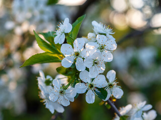 Beautiful white cherry blossoms, cherry tree branches full of flowers in spring in beautiful sunlight