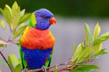 rainbow lorikeet parrot