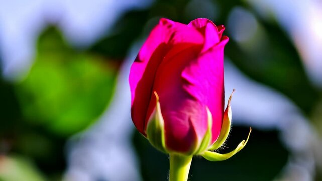 Vibrant fuchsia rose bud on a slender stem, surrounded by lush green foliage in soft focus, capturing delicate beauty.