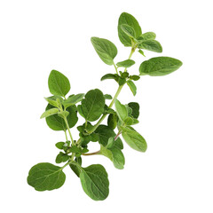 Obraz premium Fresh oregano sprigs with vibrant green leaves isolated on a white background