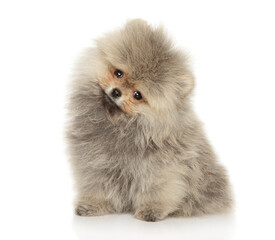 Fluffy Pomeranian Puppy Sitting with Bright Charm