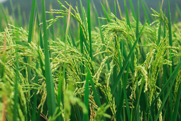 Golden Rice Fields: Close-up shot of vibrant green rice plants swaying gently in the breeze,...