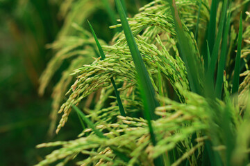Golden Grain: A close-up of a lush field of golden rice. The image exudes the essence of agricultural abundance and a verdant ecosystem