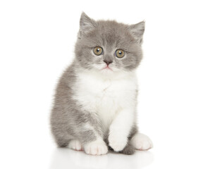 Adorable Scottish Fold Kitten with Big Green Eyes