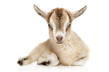 Peaceful Baby Goat Lounging with Tender Gaze