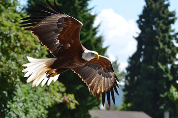 Obraz premium Majestic eagle soars gracefully above a lush forest landscape on a clear sunny day