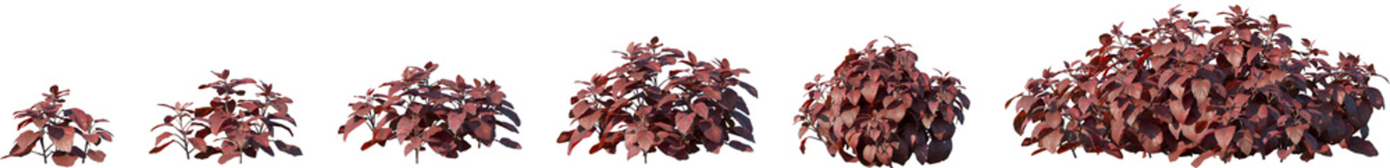 Set of Hypoestes phyllostachya (the polka dot plant) frontal isolated png on a transparent background perfectly cutout high resolution