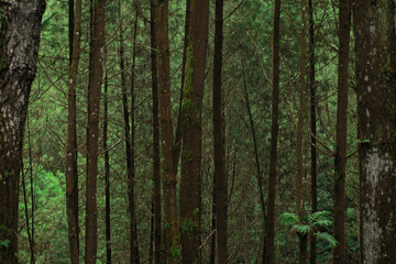 Forest canopy and nature's architecture: A dense forest scene showcases a myriad of towering trees...