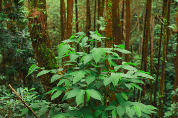 Lush Green Plant and Trees in Forest: Capturing the essence of nature's embrace, a vibrant green plant flourishes amidst a tranquil forest scene.