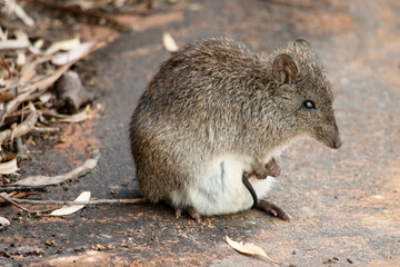 the long nosed potoroo has a joey tail sticking out of her pouch