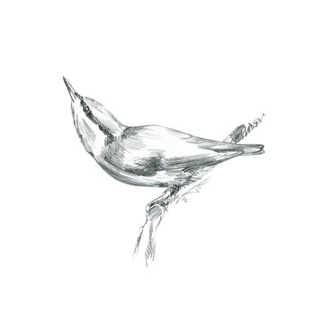 Pencil sketch illustration. Sitting bird drawn with a pencil.