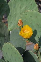 Prickly pear/Opuntia engelmannii/var. lindheimeri 'Boca Chica' Cactaceae - Cactus Family