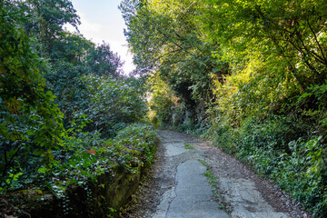An old road to the mountains, laid through thickets of green trees and bushes. Serenity and peace. Sunny autumn day