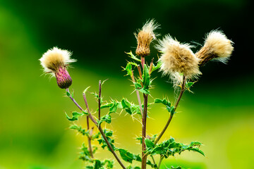 national flower of scotland: thistle flowers isolated from background exploding with seed shot in comrie perthsire scotland