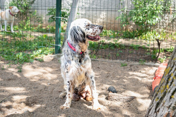 Portrait of abandoned and  handicapped English setter
