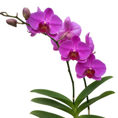Vibrant pink phalaenopsis orchid branch isolated on transparent background