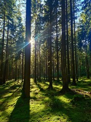 Fototapeta premium Sunbeams filtering through dense forest trees on a mossy floor