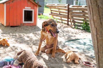 Handicapped rescued dog  with disabilities  in a shelter for elderly, disabled dogs and dogs with special needs in the backyard
 in their own fenced area to play with sand and with their favorite toys