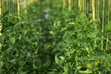 Greenhouse farms in state of Jijel, Algeria, growing vegetables cultivation in Africa, agriculture in North Africa, planting fresh fruits, vegetable production in greenhouses, glasshouse hothouse.