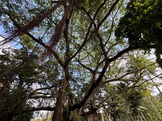 Fototapeta premium Lush Canopy: A majestic tree's sprawling branches form a dense, verdant canopy against a vibrant blue sky, inviting a sense of awe and tranquility.