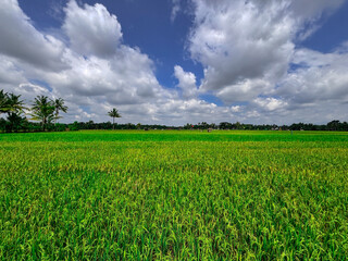 Vibrant Rice Field Under a Dynamic Sky: An expansive view of a thriving rice field beneath a...