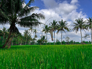 Fototapeta premium Tropical Rice Field Paradise: Witness the beauty of a vibrant rice field, framed by majestic coconut trees dancing under a bright, cloud-dusted sky. Capturing the essence of a tropical paradise.