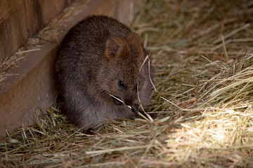 the quokka is rolled into a ball resting on straw