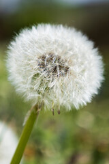 Close-up of a Dandelion Seed Head. Macro shot of a fluffy dandelion seed head against a blurred green background.