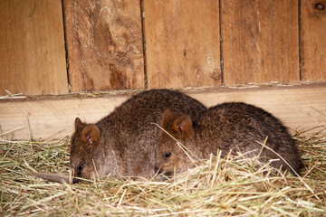 the two quokkas are resting together