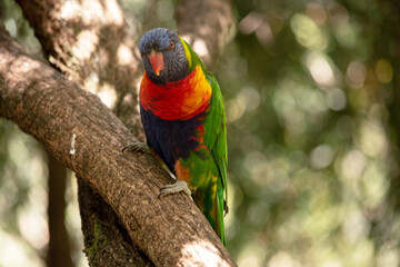 the rainbow lorikeet is perched on a branch