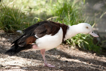 this is a side view of a radjah shelduck