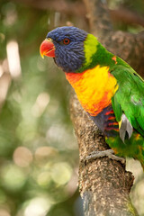 this is a side view of a rainbow lorikeet