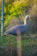 Ave Cape Barren Goose