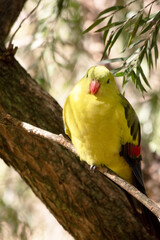 the regent parrot is perched on a tree branch