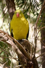 the male regent parrot is perched in a tree