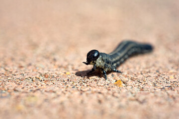 Close-up shot of the red-headed pine sawfly caterpillar.