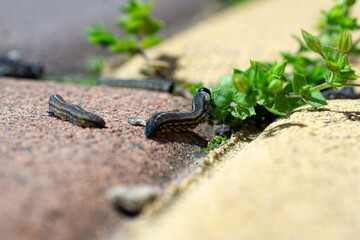 Close-up shot of the red-headed pine sawfly caterpillar.