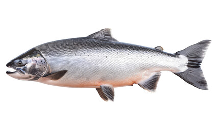 Fototapeta premium Fresh salmon fish displayed on a white background, showcasing its natural colors and features