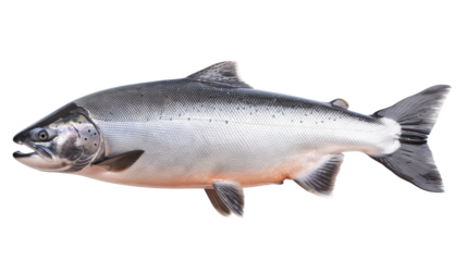 Fresh salmon fish displayed on a white background, showcasing its natural colors and features